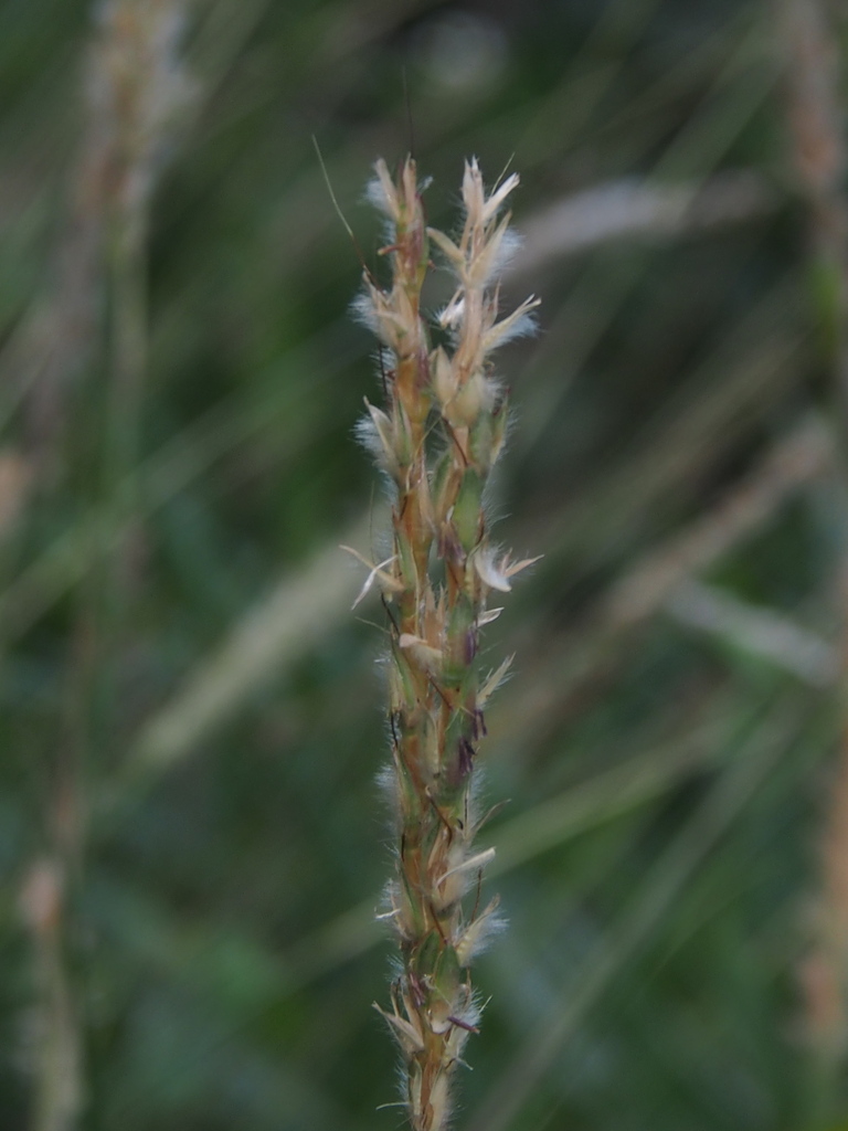 粗毛鸭嘴草 (Grasses of Shenzhen) · iNaturalist