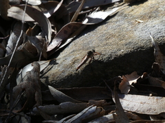 Zosteria sydneensis