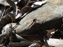 Zosteria sydneensis