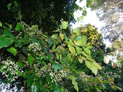 Syzygium smithii