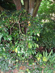 Syzygium smithii