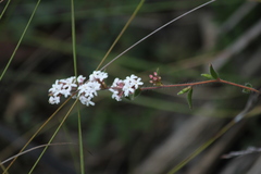 Leucopogon concurvus