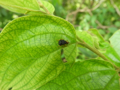 Agomadaranus pardaloides