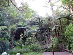 Cyathea smithii