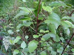 Plagianthus regius