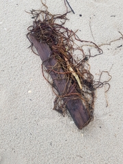 Eurynebria complanata