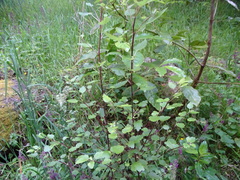 Plagianthus regius