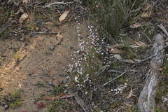 Leucopogon concurvus