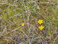 Argentina anserinoides