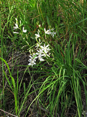 Anthericum ramosum