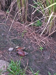 Mollusca