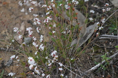 Leucopogon concurvus