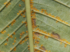 Coleosporium plumeriae