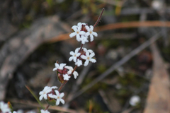 Leucopogon concurvus