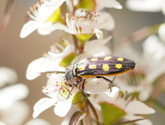 Castiarina xanthopilosa