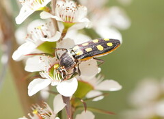 Castiarina xanthopilosa