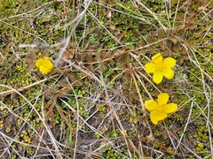 Argentina anserinoides