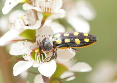 Castiarina xanthopilosa