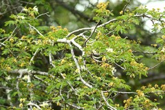 Albizia forbesii