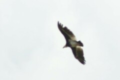 Trigonoceps occipitalis