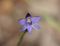 Thelymitra holmesii