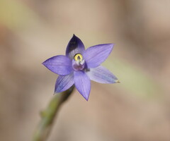 Thelymitra holmesii