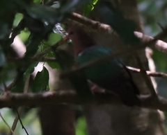 Chalcophaps longirostris