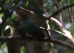 Chalcophaps longirostris