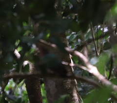 Chalcophaps longirostris