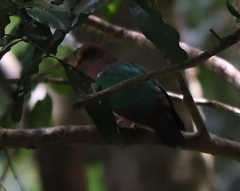 Chalcophaps longirostris