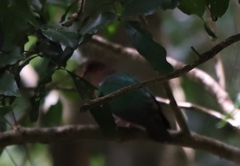 Chalcophaps longirostris