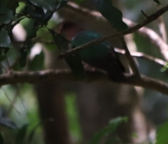 Chalcophaps longirostris