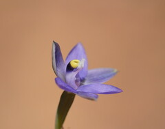 Thelymitra holmesii
