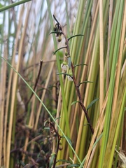 Gaultheria macrostigma