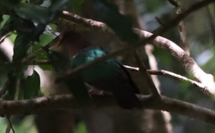 Chalcophaps longirostris