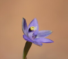 Thelymitra holmesii