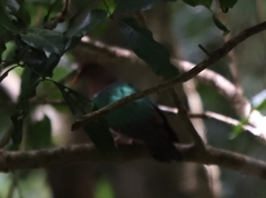 Chalcophaps longirostris