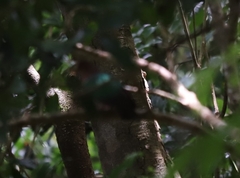 Chalcophaps longirostris