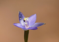 Thelymitra holmesii