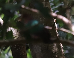 Chalcophaps longirostris