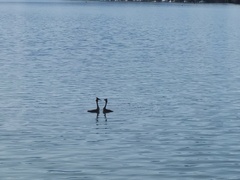 Podiceps cristatus australis