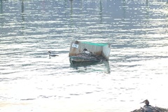 Podiceps cristatus australis