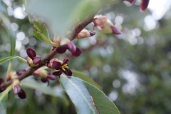 Pittosporum colensoi