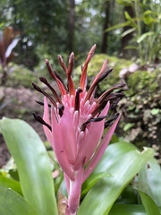 Billbergia