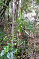 Dracophyllum longifolium