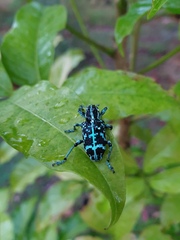 Chrysolopus spectabilis