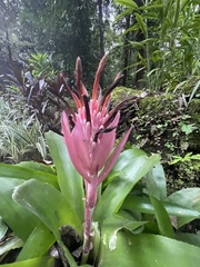 Billbergia