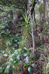 Dracophyllum longifolium