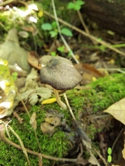 Pluteus septocystidiatus