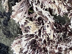 Corallina officinalis